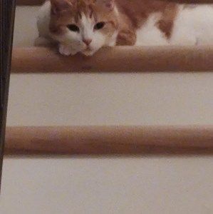 Meet your Posher, Daisy